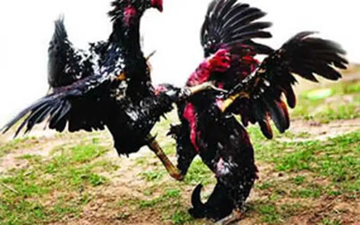 Đá Gà Trực Tiếp Bên Campuchia 