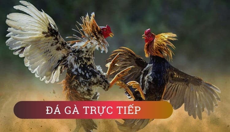 Đá Gà Trực Tiếp Trên Thomo