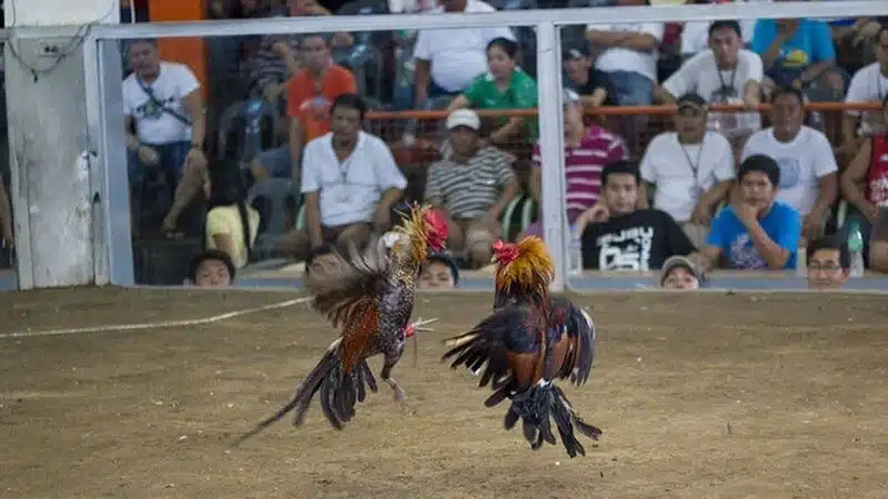 Đá Gà Trực Tiếp Trên Thomo