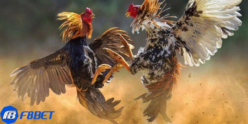 Đá gà online: Khám phá thế giới đầy kịch tính