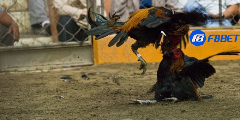 Các thể loại đá gà online được yêu thích hiện nay
