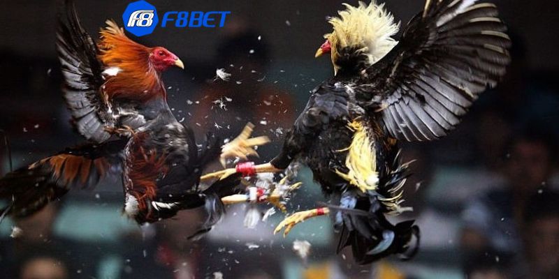 Các thuật ngữ quan trọng trong đá gà online bạn cần biết