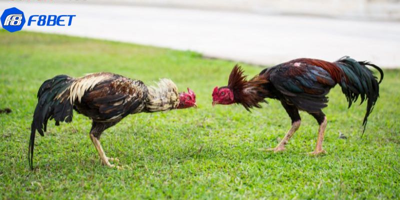 Khám phá đá gà bình luận trực tiếp hấp dẫn