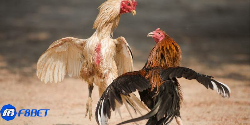 Lý do đá gà bình luận trực tiếp thu hút nhiều người tham gia