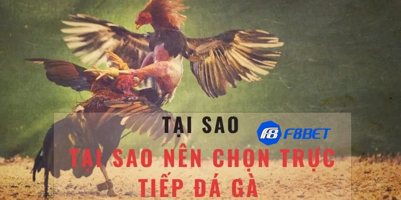 Các yếu tố quan trọng trong đá gà bình luận trực tiếp
