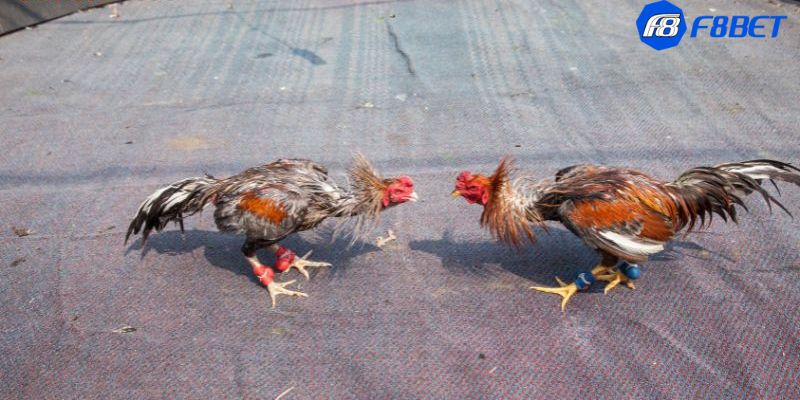 đá gà bình luận trực tiếp