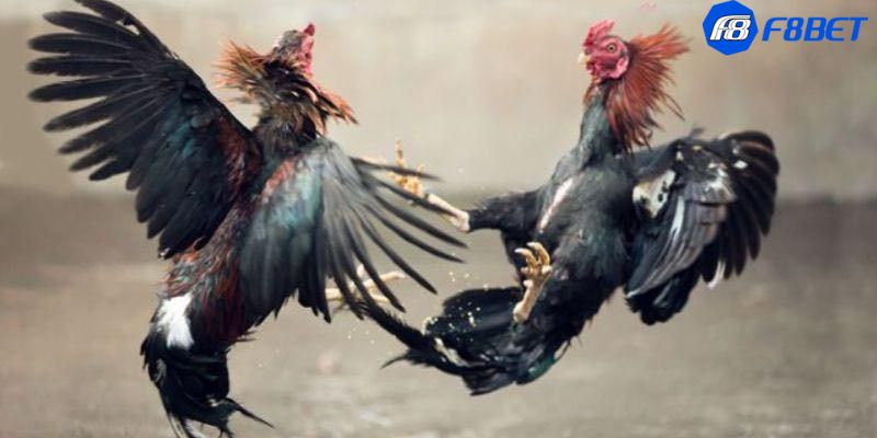 Khám phá đá gà c4 hôm nay: Trải nghiệm độc đáo từ sân đấu đến màn hình