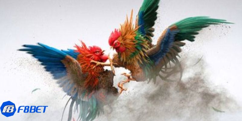 Các loại hình thi đấu trong đá gà c4 hôm nay