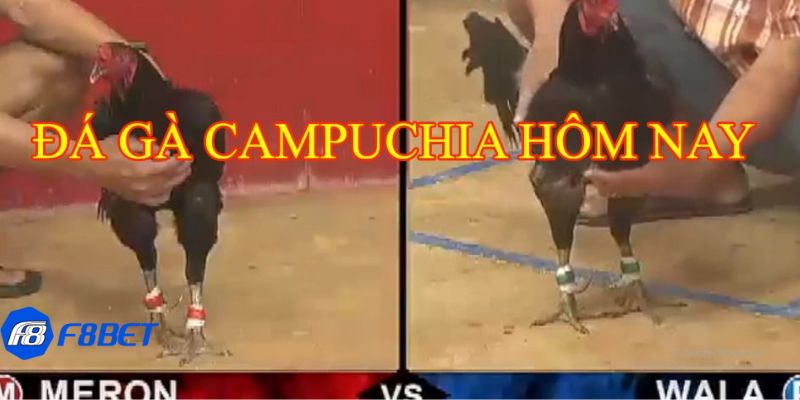 Ưu điểm khi xem trực tiếp đá gà tại nhà cái trực tuyến