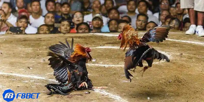 Những hình thức đá gà live phổ biến nhất hiện nay