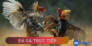 đá gà live