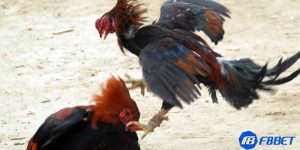 đá gà nòi trực tiếp