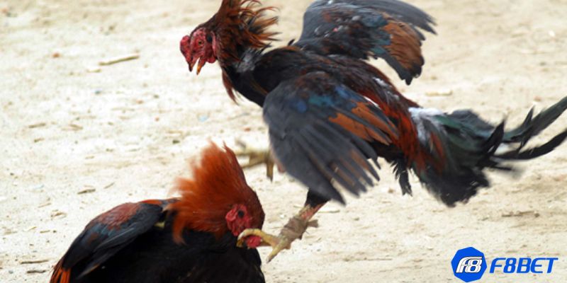 đá gà nòi trực tiếp