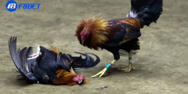 đá gà peru Đá gà peru là gì?