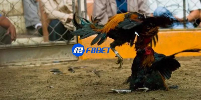 đá gà peru Đánh giá chất lượng trong các trận đá gà peru