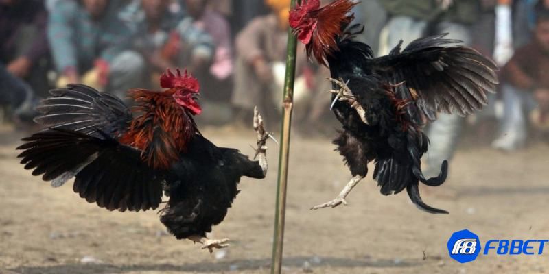 đá gà peru Kỹ thuật để đá gà Peru trở nên hấp dẫn, chất lượng