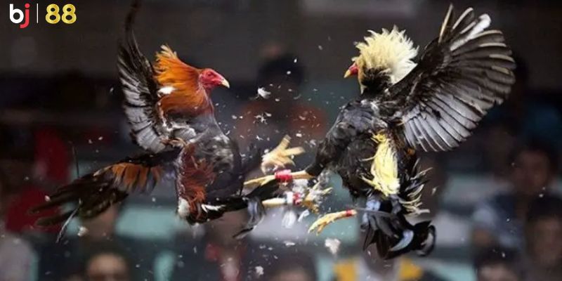 Nhiều điểm mạnh nổi trội hấp dẫn