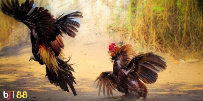 Tỷ lệ kèo cược hấp dẫn